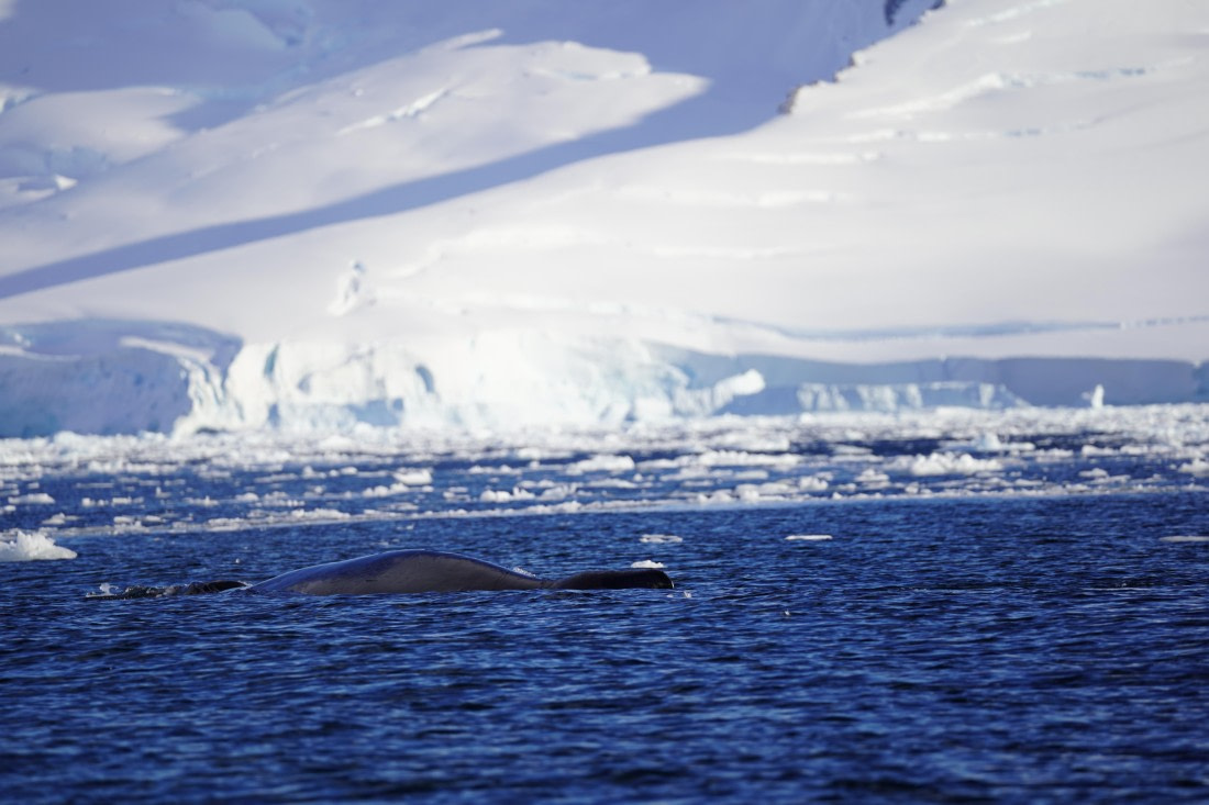 HDS29-26, Day 18, DSC02449 © Jessica Bakker - Oceanwide Expeditions.JPG