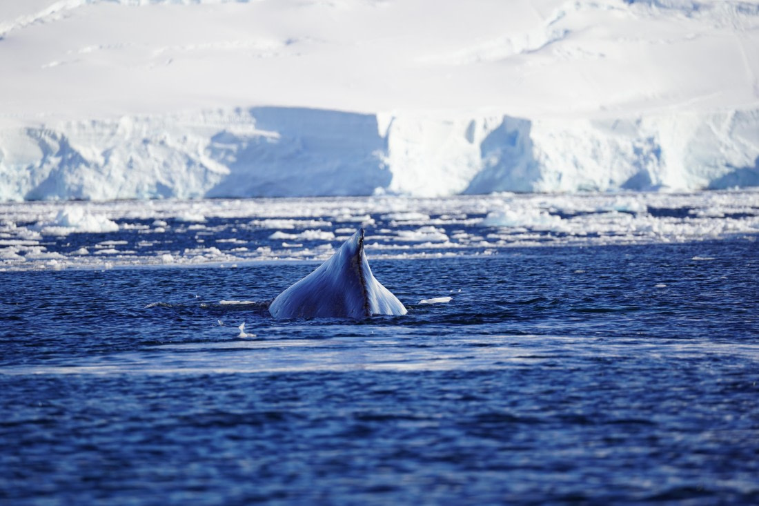HDS29-26, Day 18, DSC02461 © Jessica Bakker - Oceanwide Expeditions.JPG