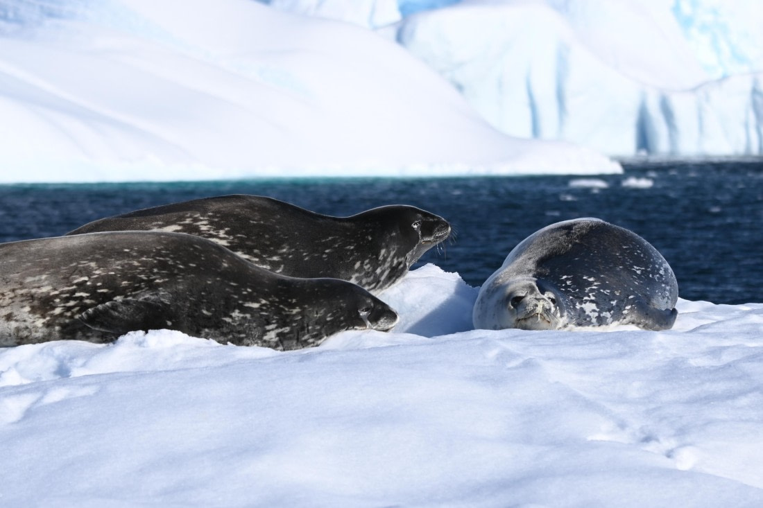 HDS29-26, Day 18, SAS_6680 © Saskia van der Meij - Oceanwide Expeditions.JPG