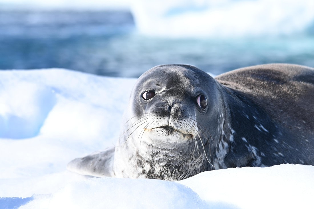 HDS29-26, Day 18, SAS_6691 © Saskia van der Meij - Oceanwide Expeditions.JPG