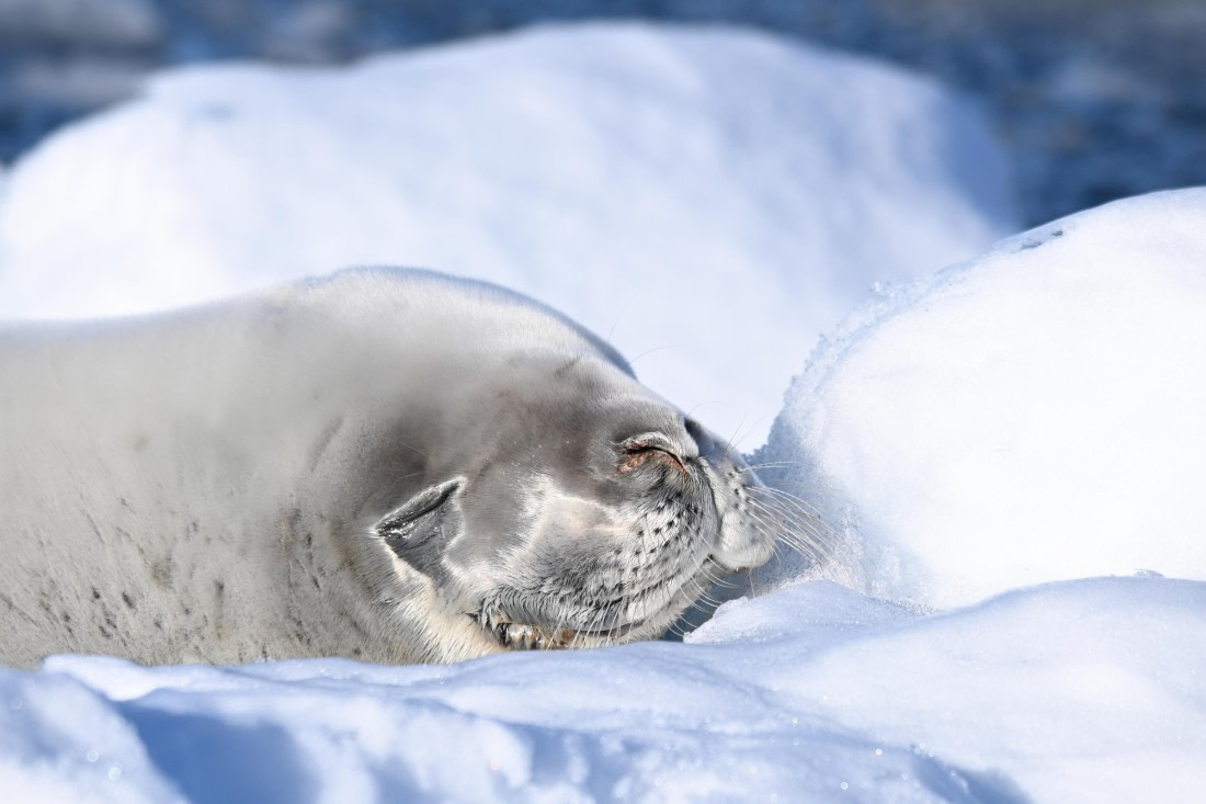 HDS29-26, Day 18, SAS_6723 © Saskia van der Meij - Oceanwide Expeditions.JPG