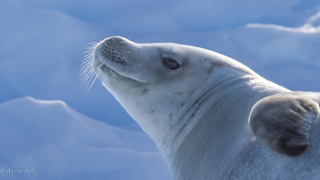 HDS29-26, Day 19, 0Q9A1934 © Martin Anstee - Oceanwide Expeditions.jpg