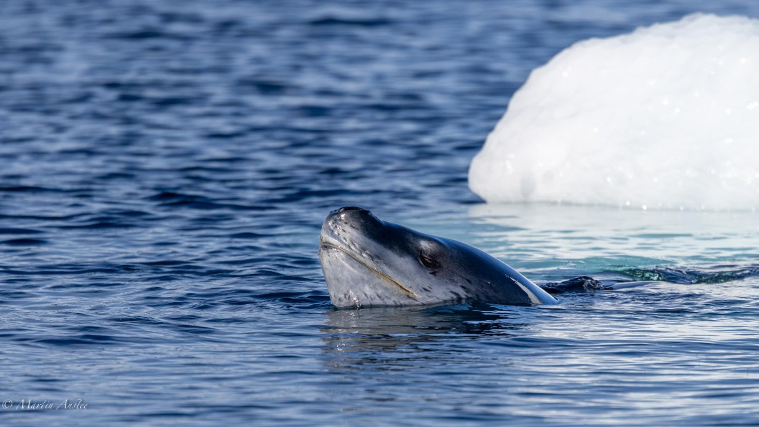 HDS29-26, Day 19, 0Q9A2031 © Martin Anstee - Oceanwide Expeditions.jpg