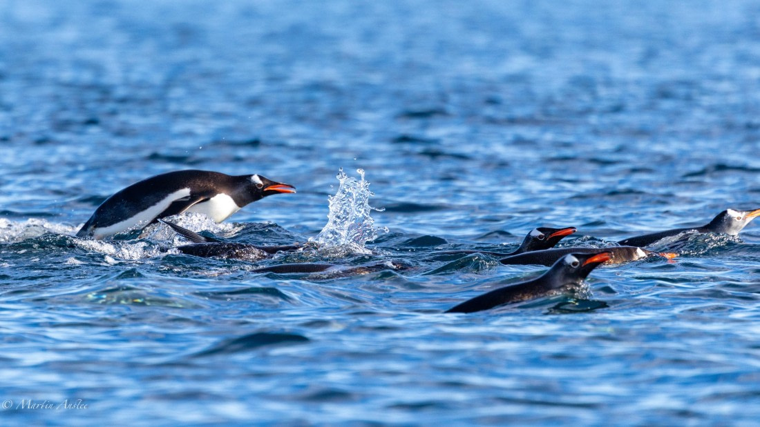 HDS29-26, Day 19, 0Q9A2251 © Martin Anstee - Oceanwide Expeditions.jpg