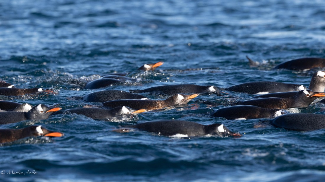 HDS29-26, Day 19, 0Q9A2351 © Martin Anstee - Oceanwide Expeditions.jpg