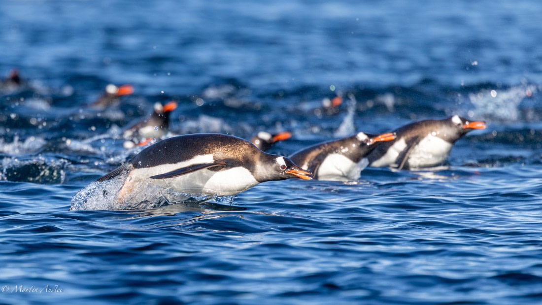 HDS29-26, Day 19, 0Q9A2536 © Martin Anstee - Oceanwide Expeditions.jpg