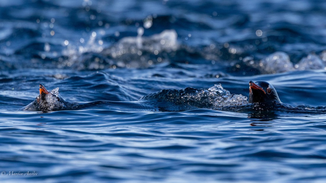 HDS29-26, Day 19, 0Q9A2566 © Martin Anstee - Oceanwide Expeditions.jpg