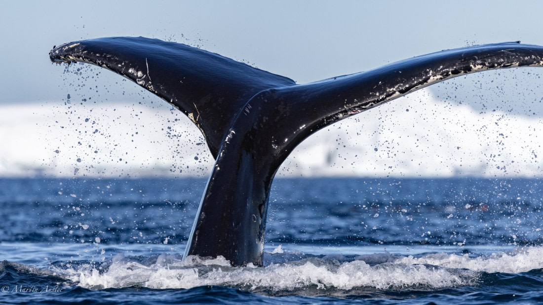 HDS29-26, Day 19, 0Q9A2575 © Martin Anstee - Oceanwide Expeditions.jpg