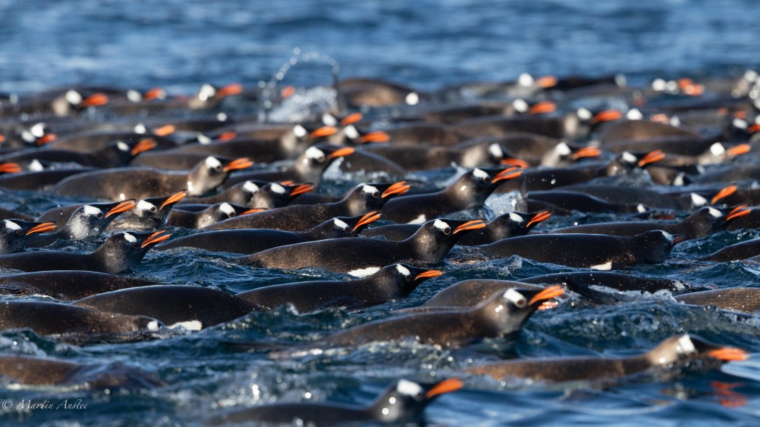 HDS29-26, Day 19, 0Q9A2719 © Martin Anstee - Oceanwide Expeditions.jpg