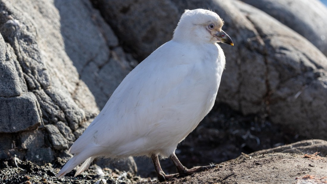 HDS29-26, Day 19, 0Q9A2867 © Martin Anstee - Oceanwide Expeditions.jpg