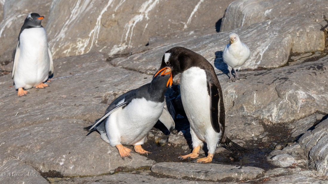 HDS29-26, Day 19, 0Q9A3160 © Martin Anstee - Oceanwide Expeditions.jpg