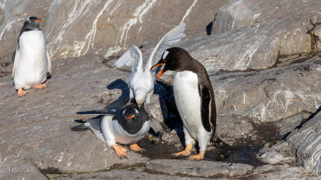 HDS29-26, Day 19, 0Q9A3173 © Martin Anstee - Oceanwide Expeditions.jpg
