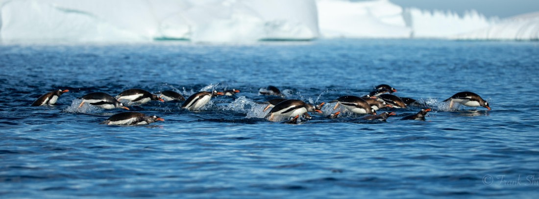 HDS29-26, Day 19, 493A3298 © Frank Shi - Oceanwide Expeditions.jpg