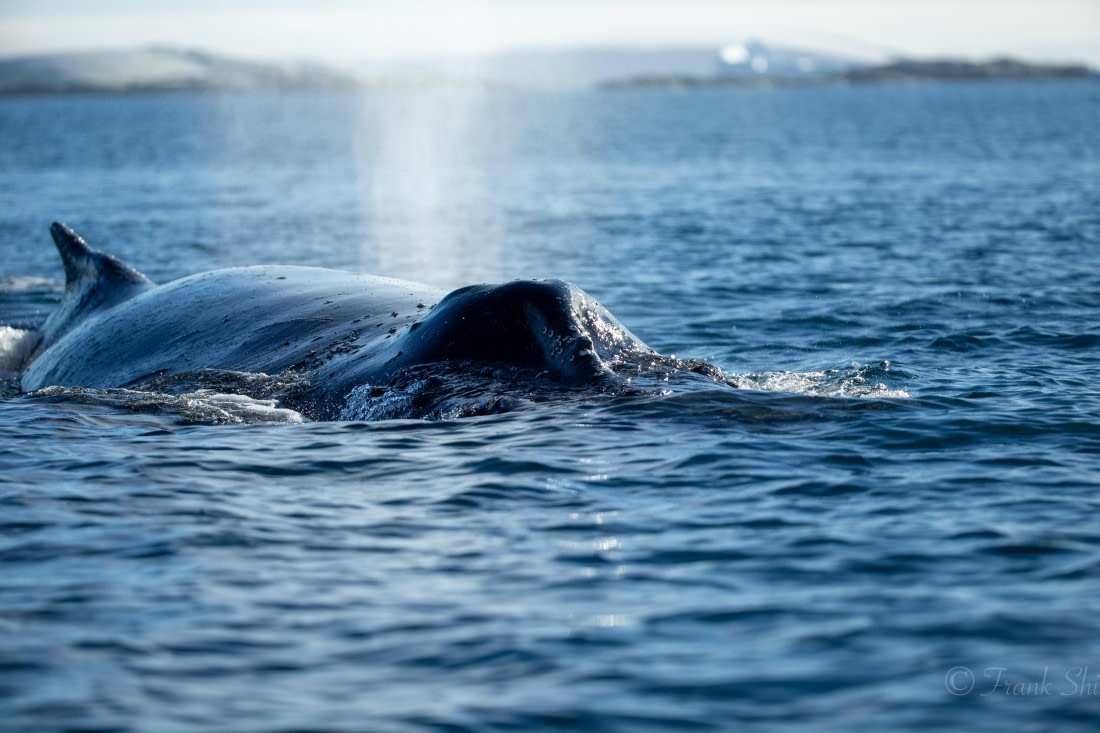 HDS29-26, Day 19, 493A3333 © Frank Shi - Oceanwide Expeditions.jpg