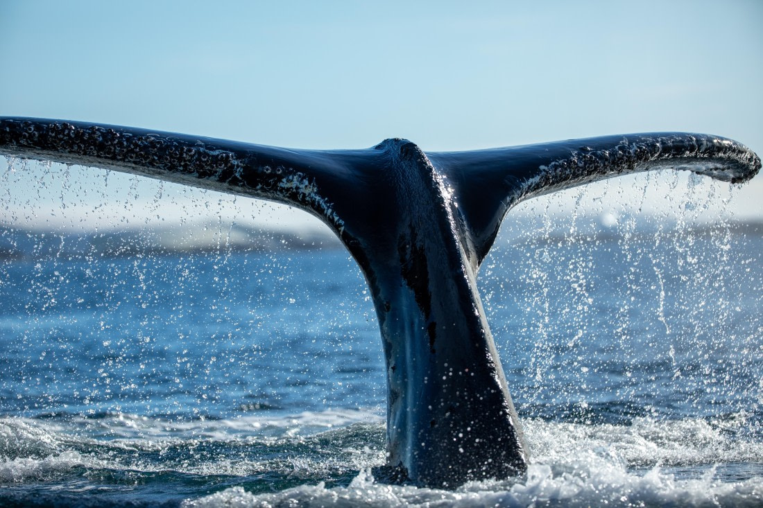 HDS29-26, Day 19, 493A3347 © Frank Shi - Oceanwide Expeditions.jpg