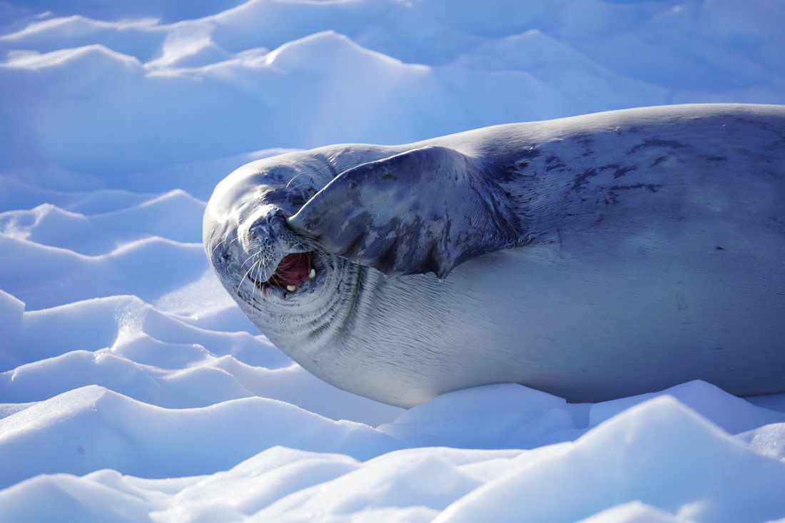 HDS29-26, Day 19, DSC02690 © Jessica Bakker - Oceanwide Expeditions.JPG