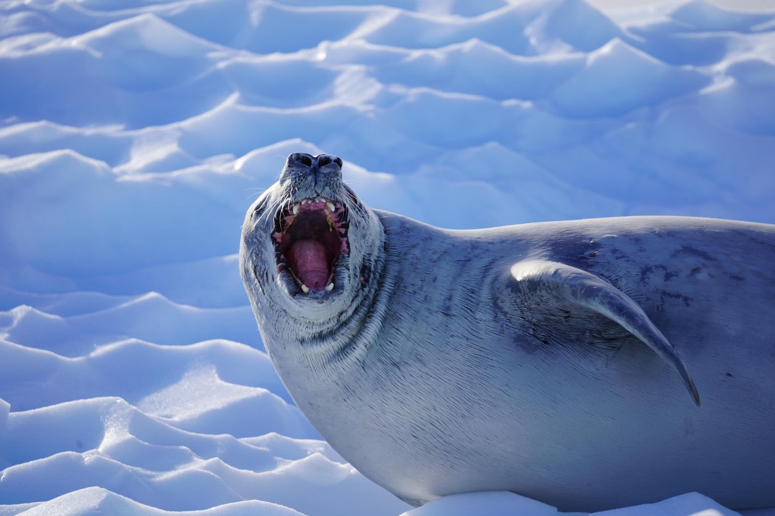 HDS29-26, Day 19, DSC02692 © Jessica Bakker - Oceanwide Expeditions.JPG