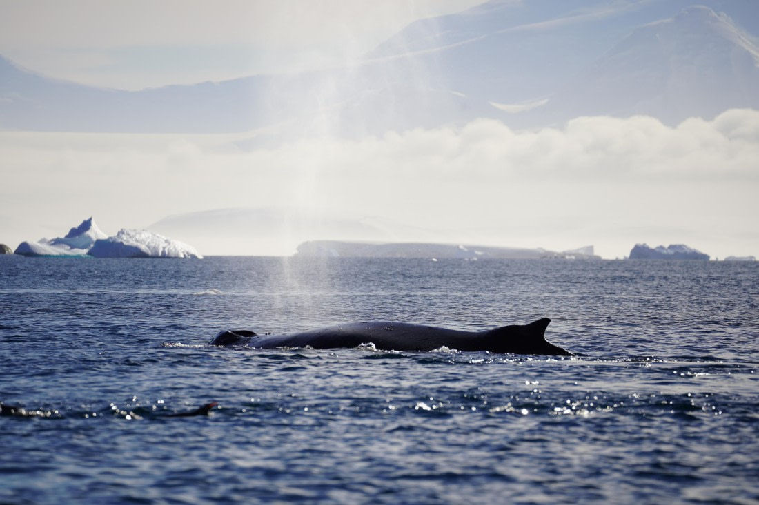 HDS29-26, Day 19, DSC02880 © Jessica Bakker - Oceanwide Expeditions.JPG