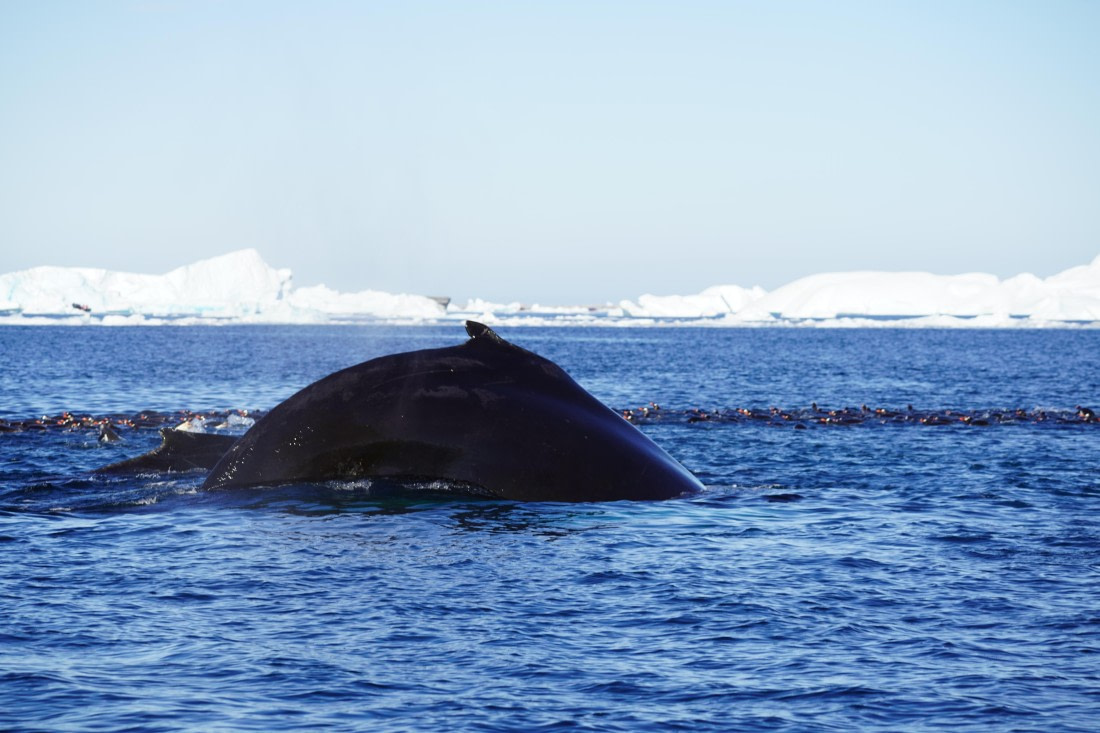 HDS29-26, Day 19, DSC03053 © Jessica Bakker - Oceanwide Expeditions.JPG