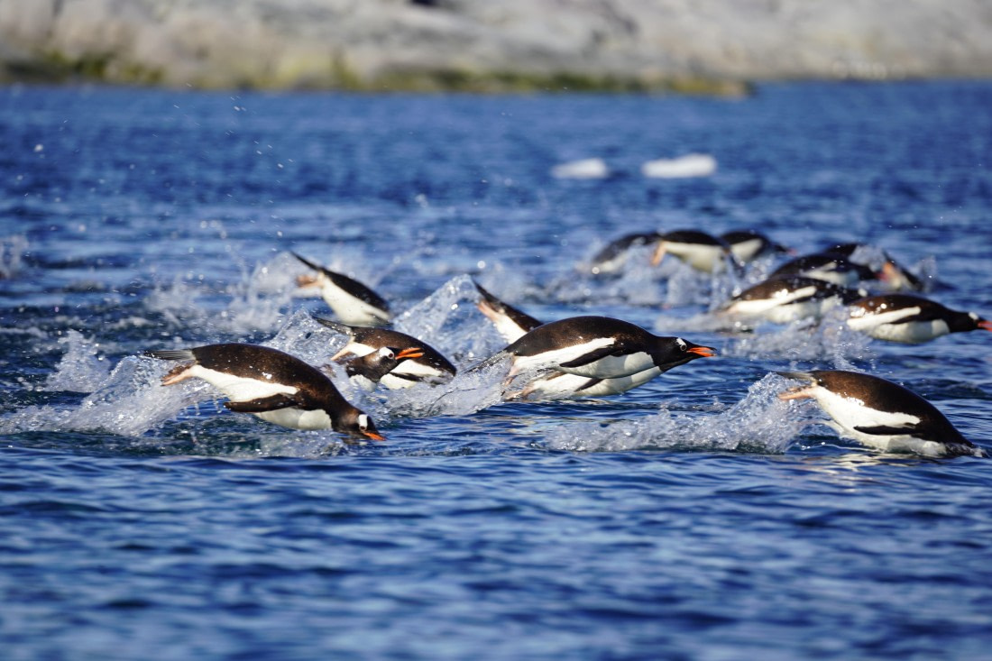 HDS29-26, Day 19, DSC03098 © Jessica Bakker - Oceanwide Expeditions.JPG