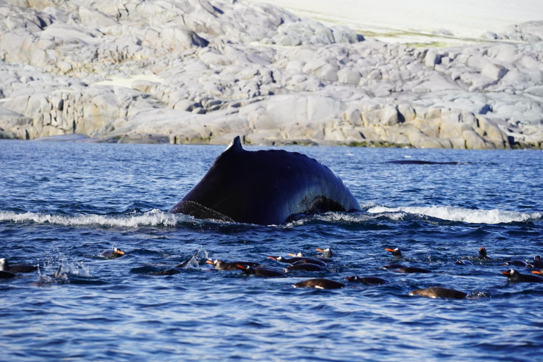 HDS29-26, Day 19, DSC03214 © Jessica Bakker - Oceanwide Expeditions.JPG