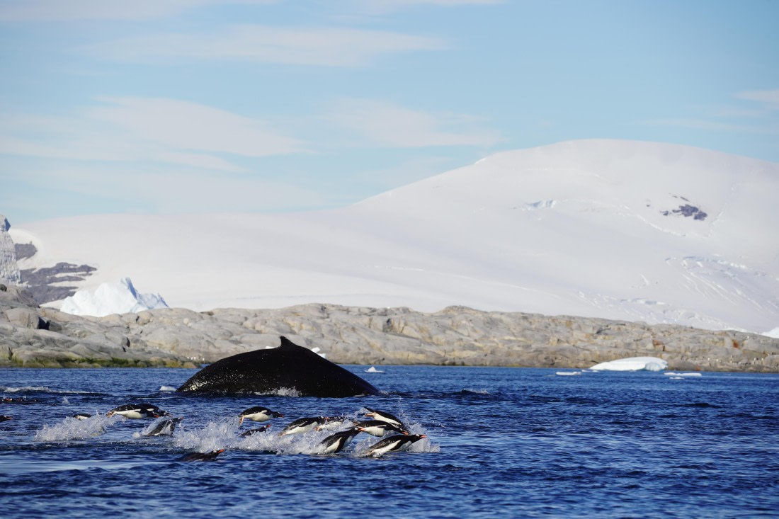 HDS29-26, Day 19, DSC03273 © Jessica Bakker - Oceanwide Expeditions.JPG