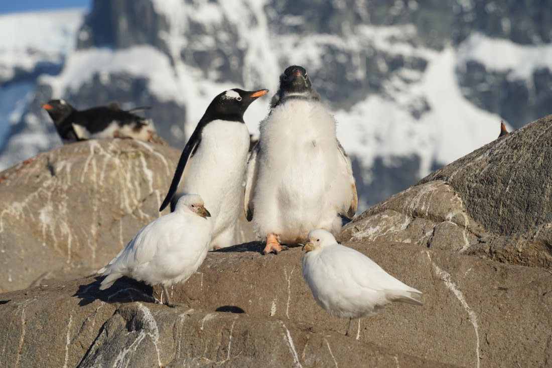 HDS29-26, Day 19, DSC03643 © Jessica Bakker - Oceanwide Expeditions.JPG