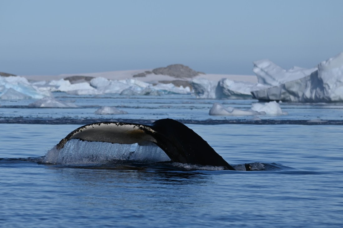 HDS29-26, Day 19, SAS_6776 © Saskia van der Meij - Oceanwide Expeditions.JPG