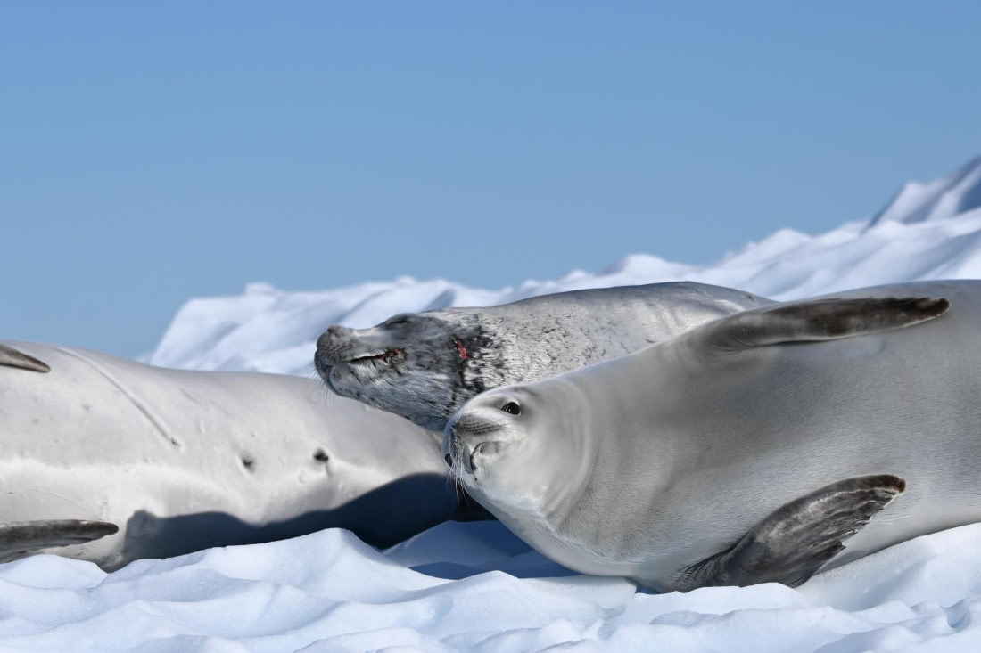 HDS29-26, Day 19, SAS_6847 © Saskia van der Meij - Oceanwide Expeditions.JPG