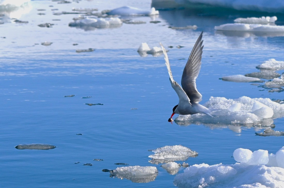 HDS29-26, Day 19, SAS_6934 © Saskia van der Meij - Oceanwide Expeditions.JPG