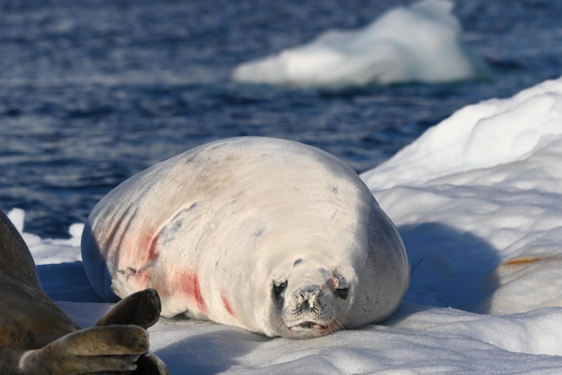 HDS29-26, Day 19, SAS_6953 © Saskia van der Meij - Oceanwide Expeditions.JPG