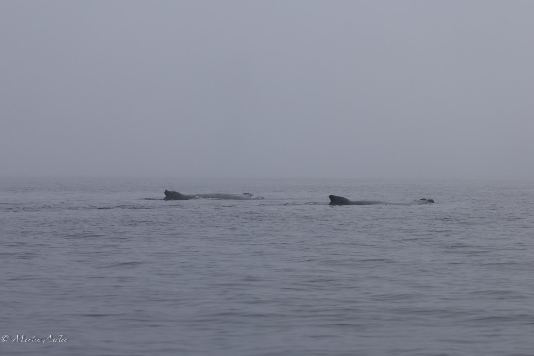 HDS29-26, Day 20, 0Q9A3207 © Martin Anstee - Oceanwide Expeditions.jpg