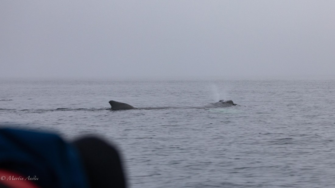 HDS29-26, Day 20, 0Q9A3211 © Martin Anstee - Oceanwide Expeditions.jpg