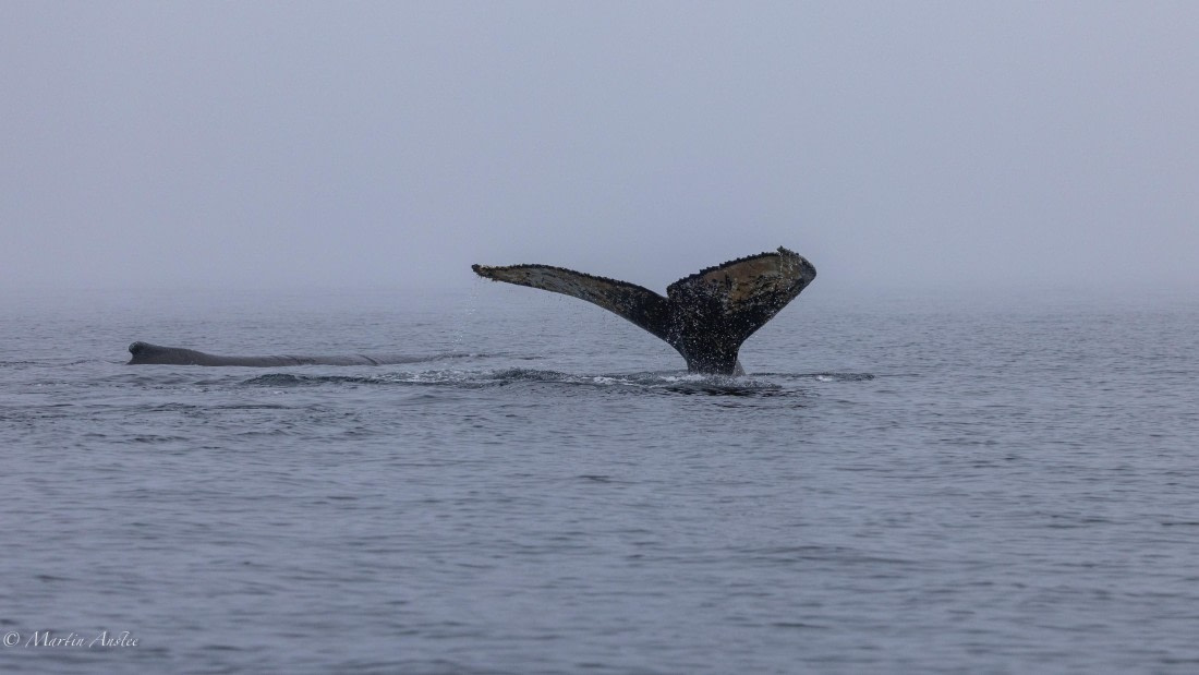 HDS29-26, Day 20, 0Q9A3271 © Martin Anstee - Oceanwide Expeditions.jpg