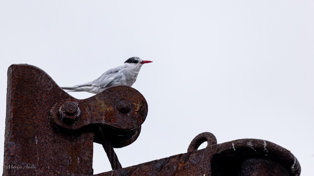 HDS29-26, Day 20, 0Q9A3306 © Martin Anstee - Oceanwide Expeditions.jpg