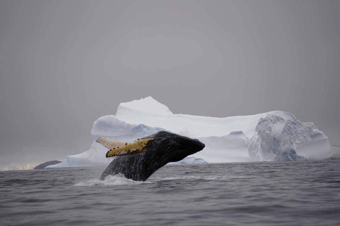 HDS29-26, Day 20, DSC03930 © Jessica Bakker - Oceanwide Expeditions.JPG