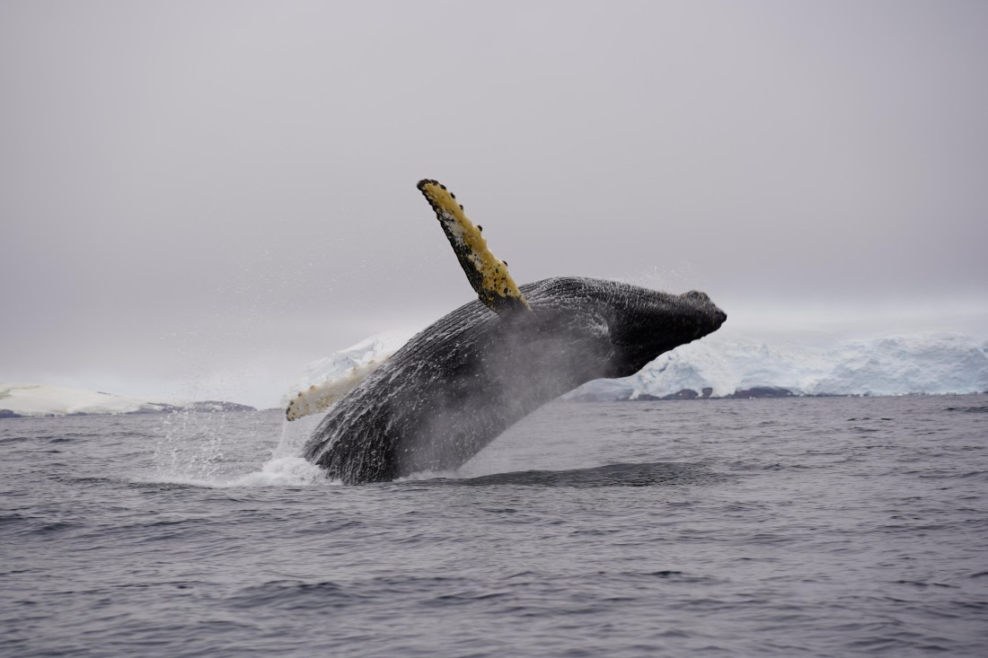 HDS29-26, Day 20, DSC04002 © Jessica Bakker - Oceanwide Expeditions.JPG