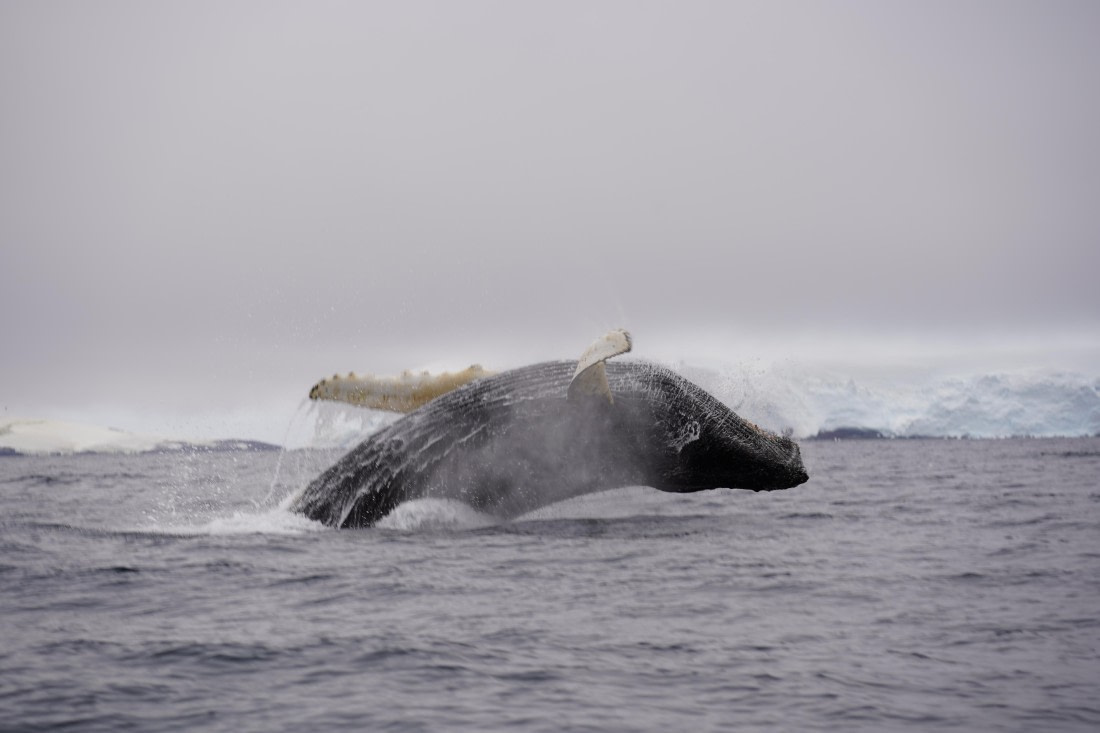 HDS29-26, Day 20, DSC04004 © Jessica Bakker - Oceanwide Expeditions.JPG