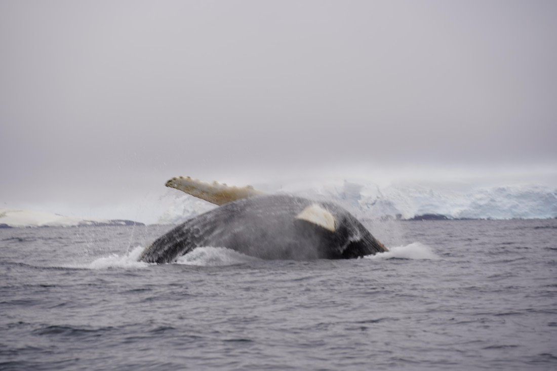 HDS29-26, Day 20, DSC04005 © Jessica Bakker - Oceanwide Expeditions.JPG