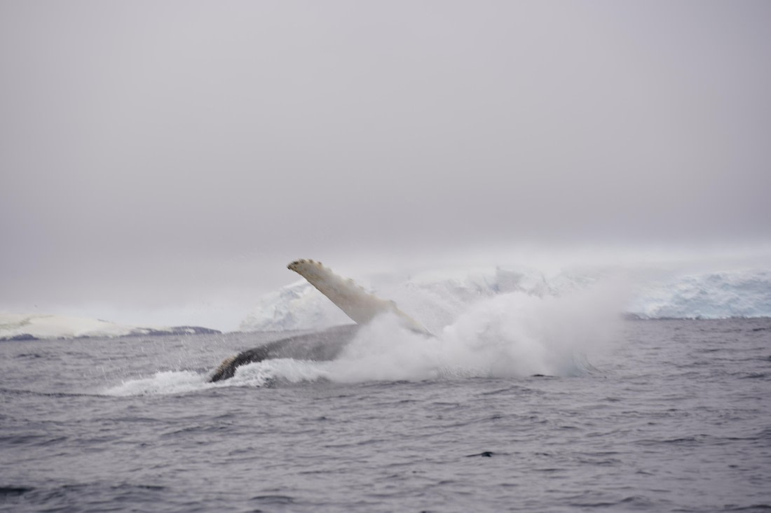 HDS29-26, Day 20, DSC04007 © Jessica Bakker - Oceanwide Expeditions.JPG