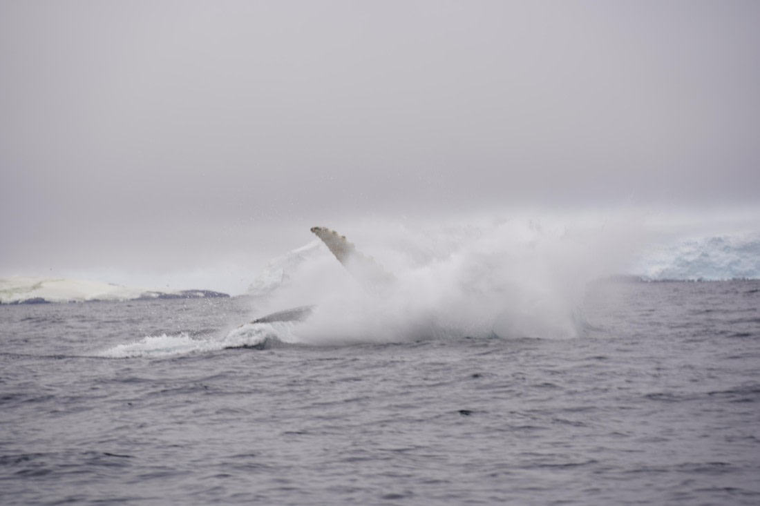 HDS29-26, Day 20, DSC04008 © Jessica Bakker - Oceanwide Expeditions.JPG