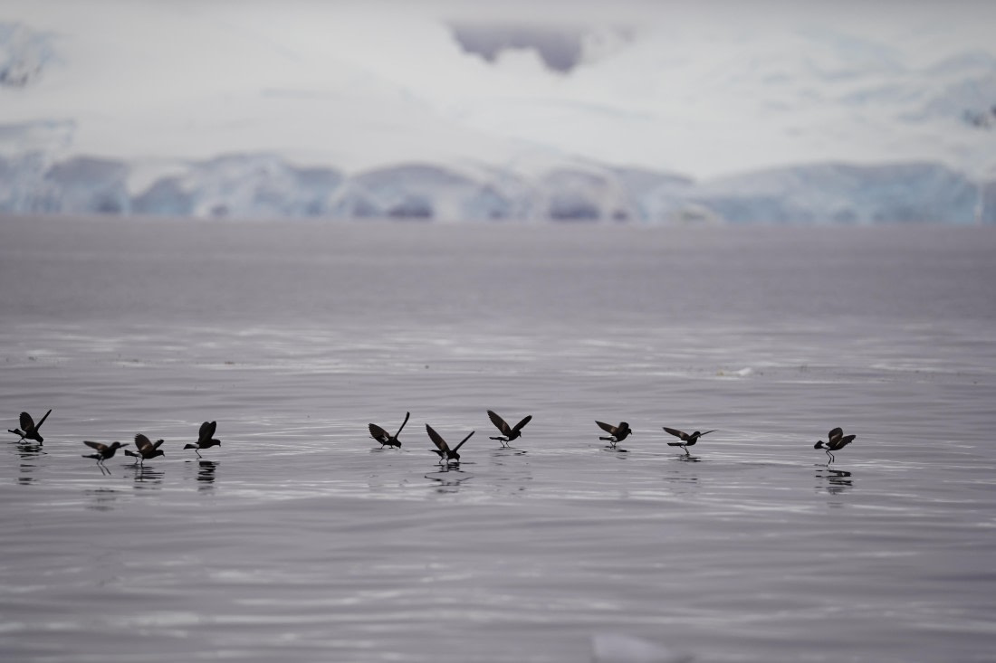 HDS29-26, Day 20, DSC04220 © Jessica Bakker - Oceanwide Expeditions.JPG