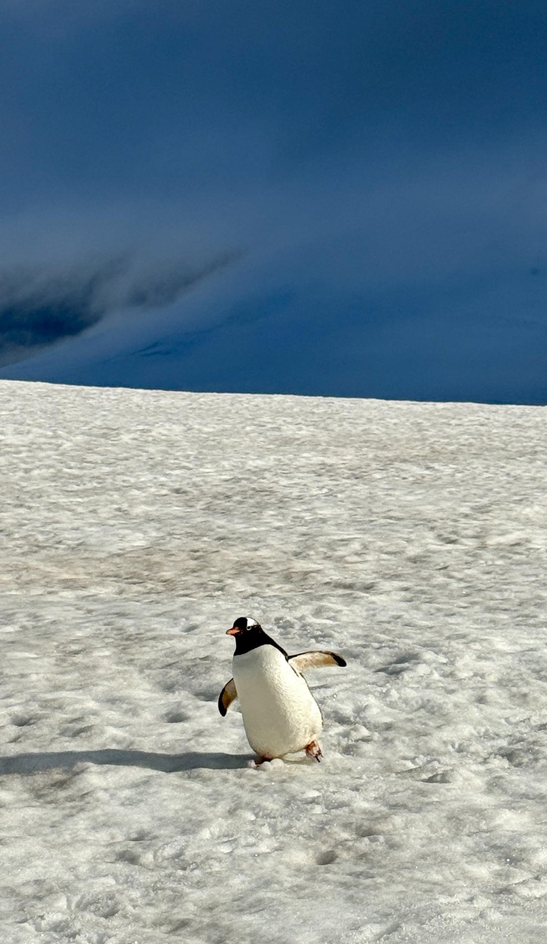 Got to see a man about a dog