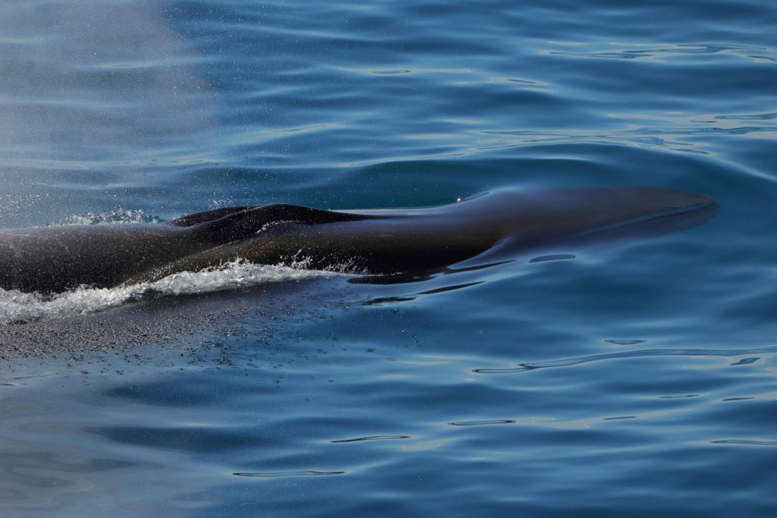 Fin whale