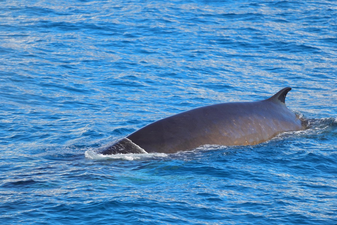 Fin whale 2