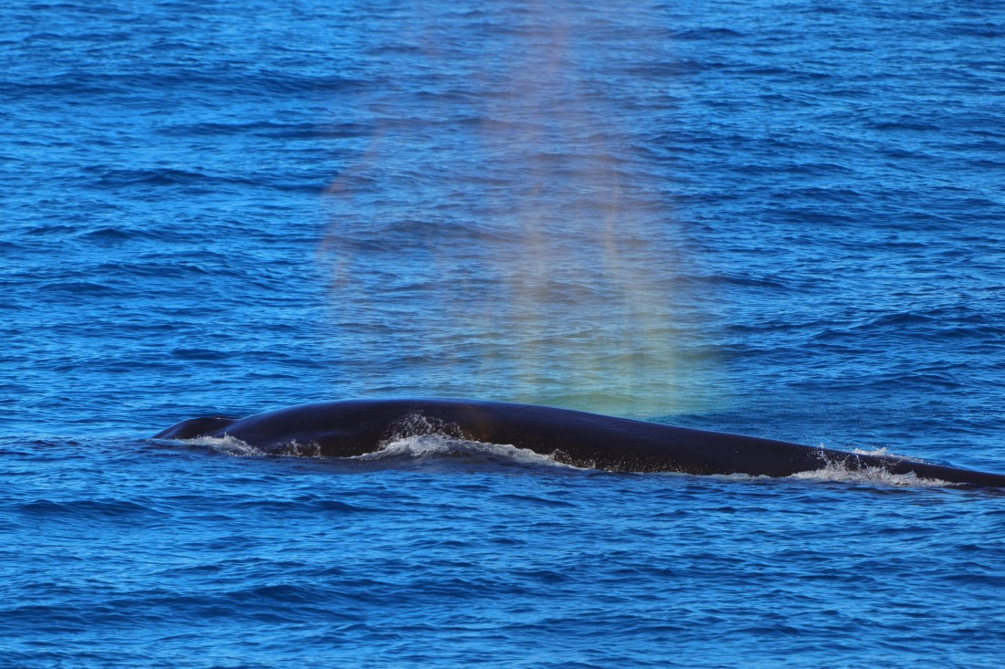 Fin Whale spectrum