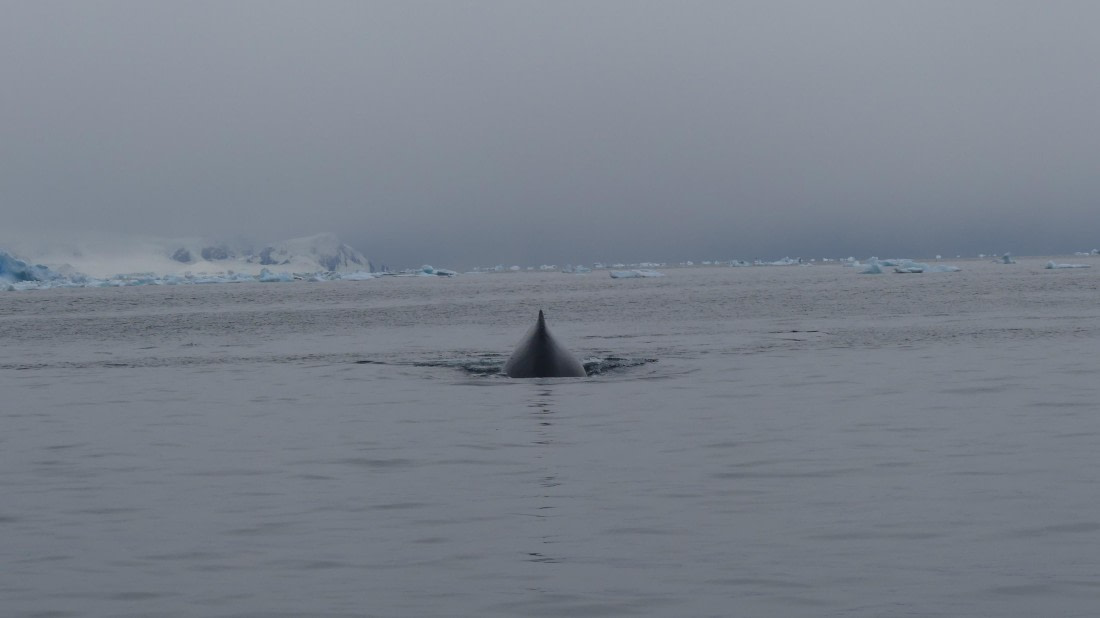 Humpback from the back