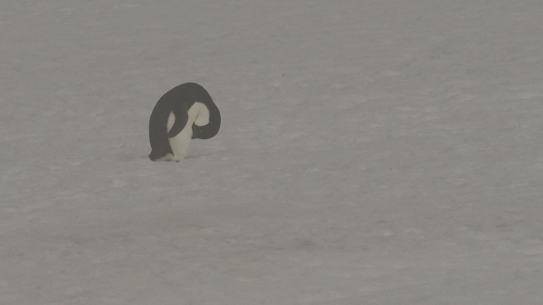 OTL30b26, Day 4, APMG9016.JPG © Andy Perkins - Oceanwide Expeditions.JPG