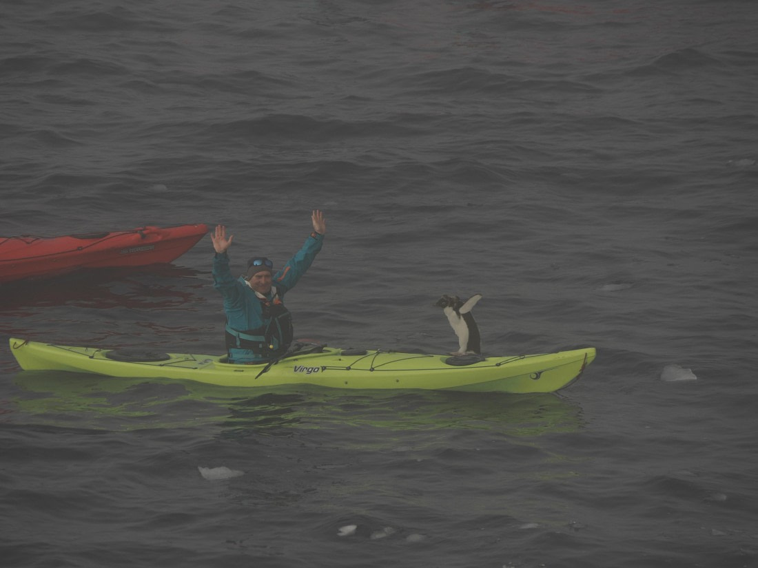 OTL30b26, Day 4, Harmer penguin.jpg © Andy Perkins - Oceanwide Expeditions.jpg