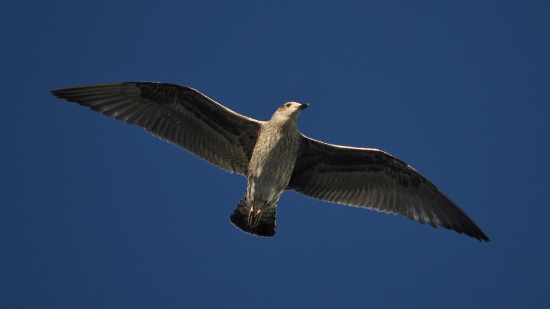 OTL30b26, Day 5, APMG9097.JPG © Andy Perkins - Oceanwide Expeditions.JPG